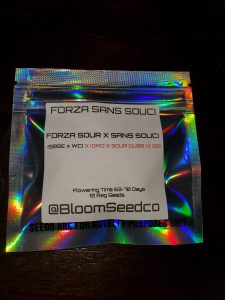 Forza Sans Succi by BLOOM SEED COMPANY
