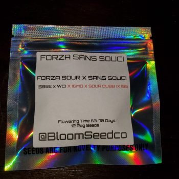 Forza Sans Succi by BLOOM SEED COMPANY