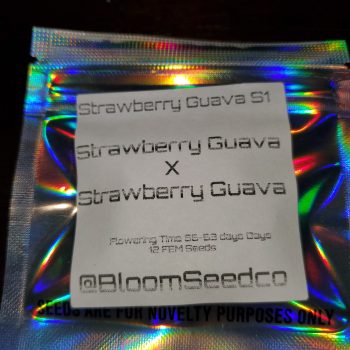 strawberry guava s1 By BLOOM SEED COMPANY