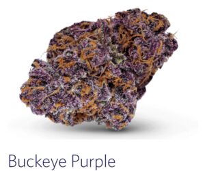 buckeye purple