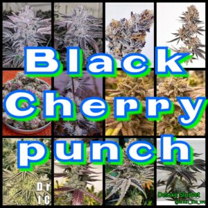 Black cheery punch strain