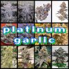 Platinum Garlic