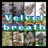 Velvet Breath