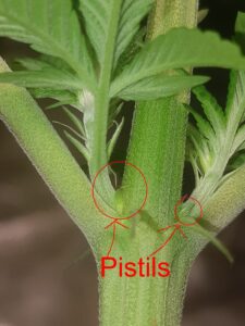 Female Cannabis Plants
