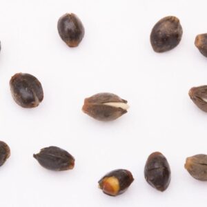 Tricks to germinating older seeds