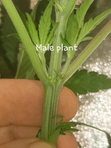 Male Cannabis Plants