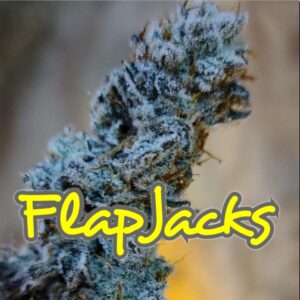 FlapJacks Strain Inhouse Genetics