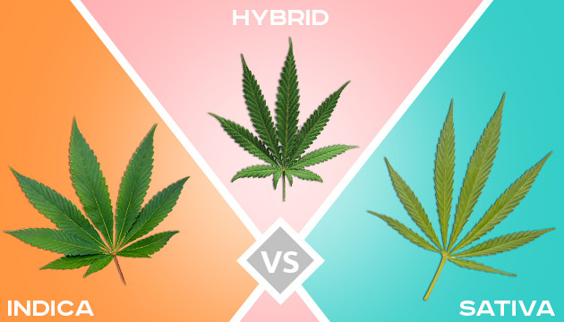 Difference Between Hybrid, Indica & Sativa Seeds