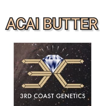 ACAI BUTTER - 3RD COAST GENETICS