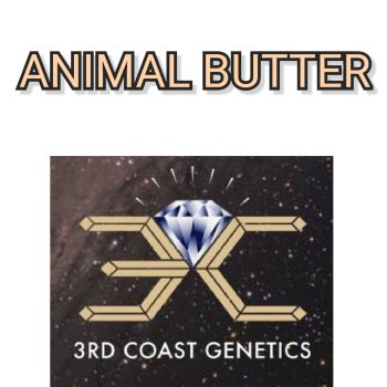 ANIMAL BUTTER - 3RD COAST GENETICS