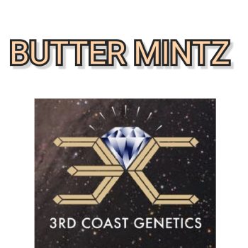 BUTTER MINTZ - 3RD COAST GENETICS