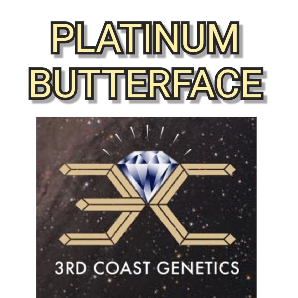 PLATINUM BUTTERFACE - 3RD COAST GENETICS