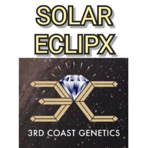 SOLAR ECLIPX - 3RD COAST GENETICS