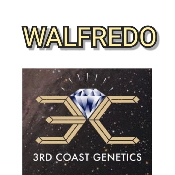 Walfredo 3rd Coast Genetics