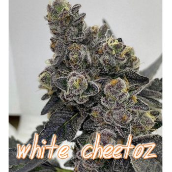 White Cheetoz Seeds