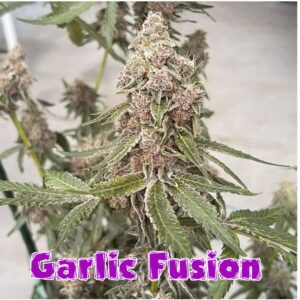 Garlic Fusion Inhouse Genetics
