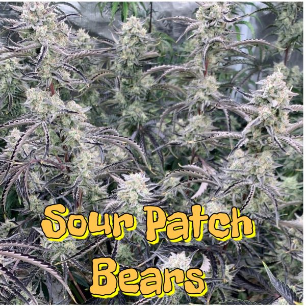 Sour Patch Bears Seeds