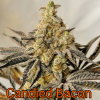 Candied Bacon Fresh Coast Seed CO