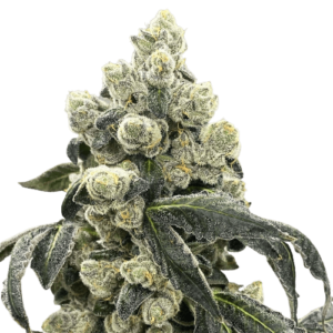 Metaverse By Compound Genetics