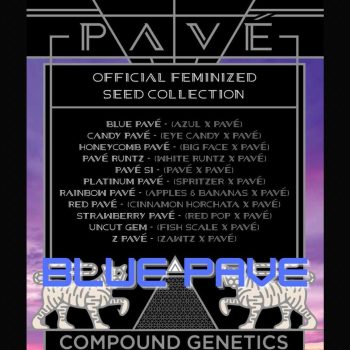 Blue Pave Compound Genetics