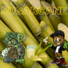 Sugar Cane (Fullpack)