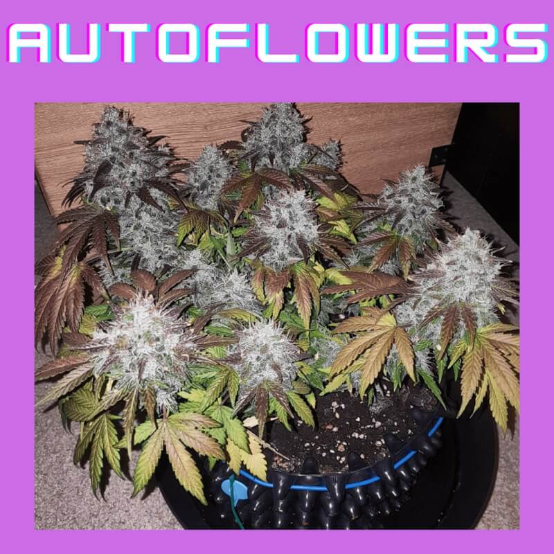 autoflowers