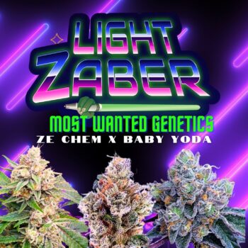 Light Zaber - Most Wanted Genetics