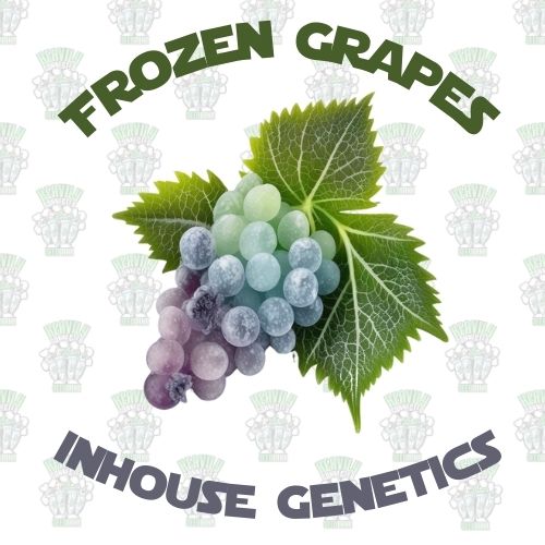 Frozen Grapes Full Pack - Inhouse Genetics