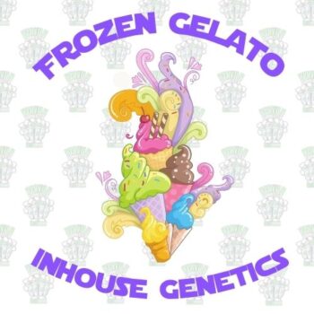 Frozen Gelato Full Pack - Inhouse Genetics