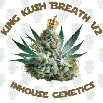 King Kush Breath V2 Full Pack - Inhouse Genetics