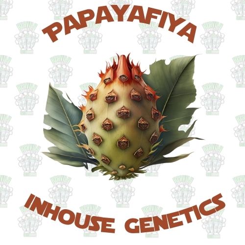 Papayafiya Full Pack - Inhouse Genetics
