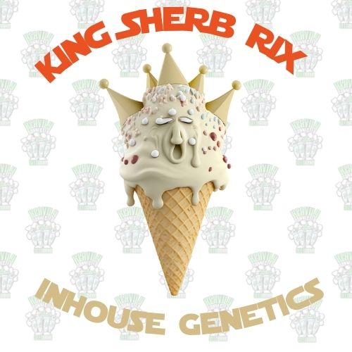 King Sherb Rix - Gold Pack- Inhouse Genetics