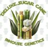 Deluxe Sugar Cane - Gold Pack- Inhouse Genetics