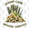 Sugar Cane - Gold Pack - Inhouse Genetics