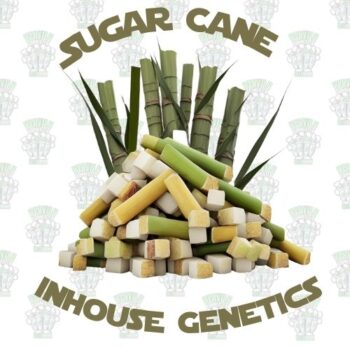 Sugar Cane - Gold Pack - Inhouse Genetics