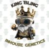 King Bling - Gold Pack - Inhouse Genetics