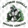 Platinum Gorilla Full Pack - Inhouse Genetics