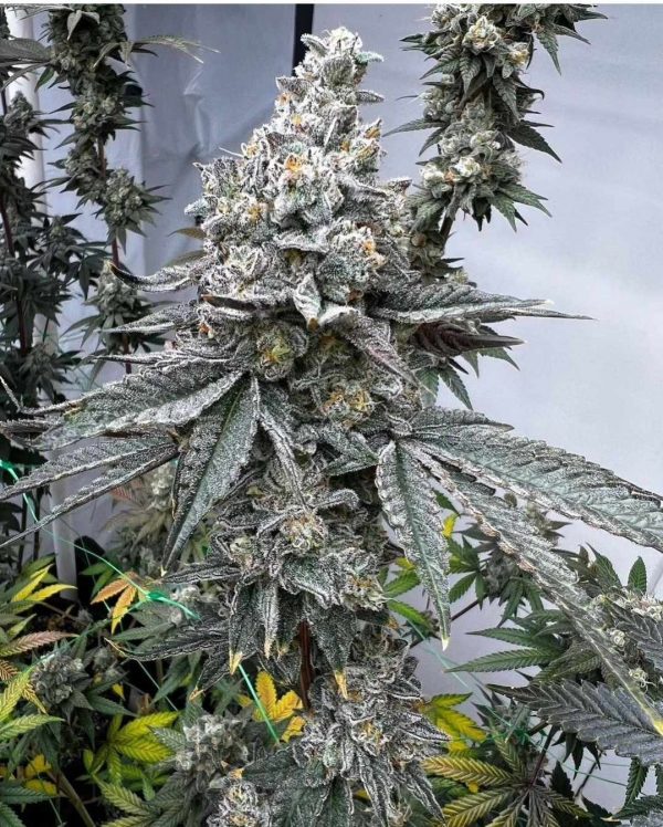 Cosmic Cotton Candy - Most Wanted Genetics 