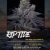 Rip Tide Sin City X Surfr Seeds Collab