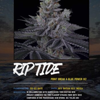 Rip Tide Sin City X Surfr Seeds Collab