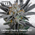 Lemon Cherry Gelato BX1 - Lit Farms