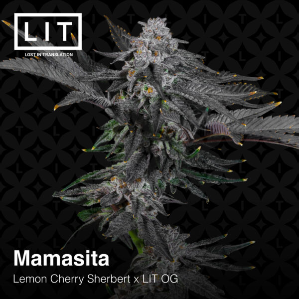 Mamasita - Lit Farms