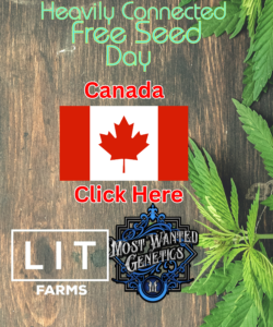 Heavily Connected Free Seed day