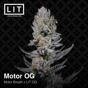 Motor OG (Motor Breath x LIT OG)