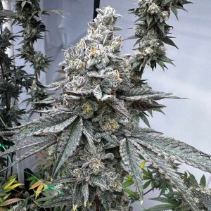 Cosmic Cotton Candy - Most Wanted Genetics 