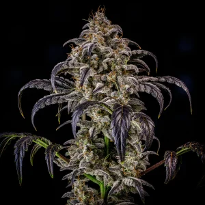 Double Grape - Mephisto Autoflowers