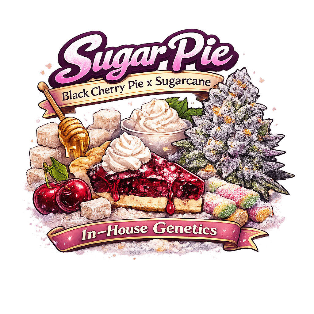 Sugar Pie – Black Cherry Pie x Sugarcane Feminized Cannabis Seeds | In-House Genetics
