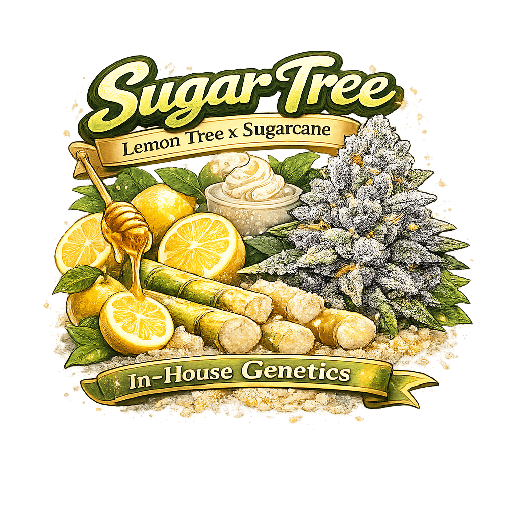 Sugar Tree – Lemon Tree x Sugarcane Feminized Cannabis Seeds | In-House Genetics