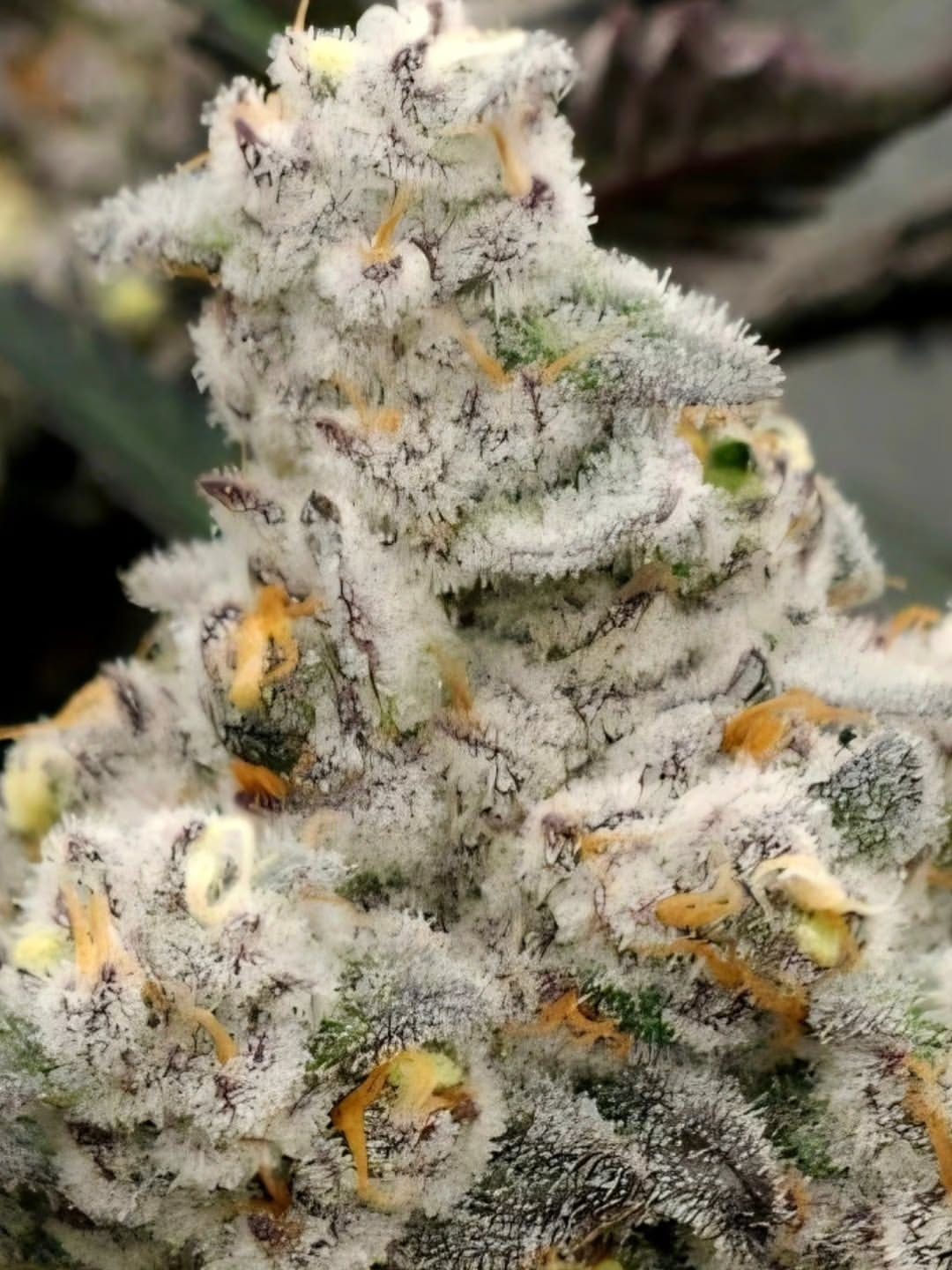 GARLICANE – Inhouse Genetics l