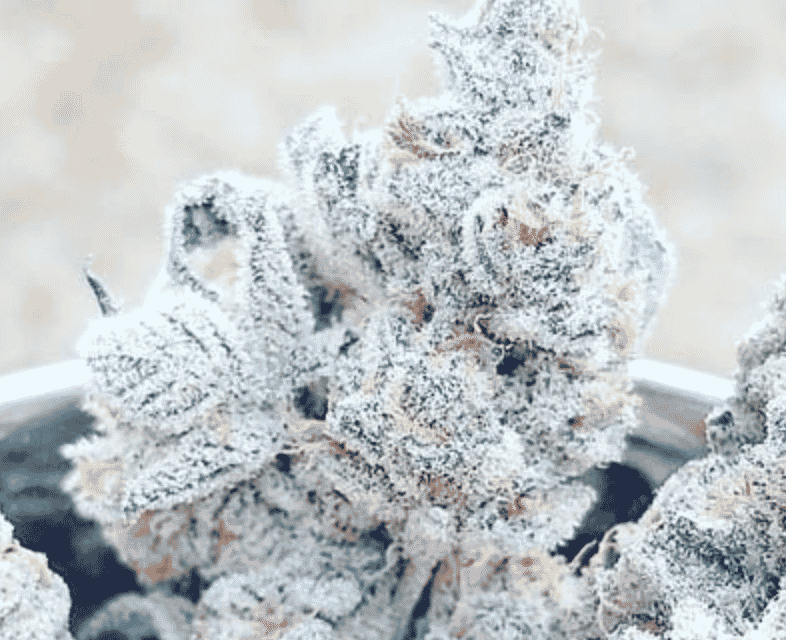 In-House Genetics complete strain database — Heavily Connected Seed Bank